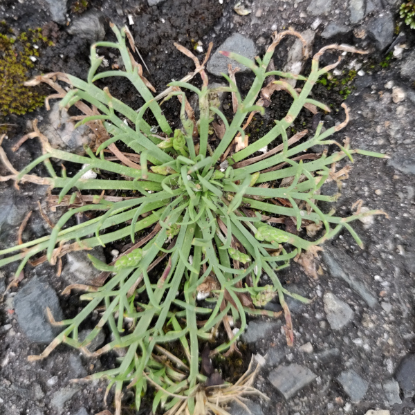Plantain corne de cerf (Plantago coronopus) © Sabine Mongeot